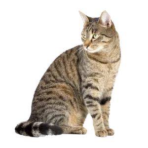 Artikülasyon Çalışmaları: uygulamadaki kartlardan biri