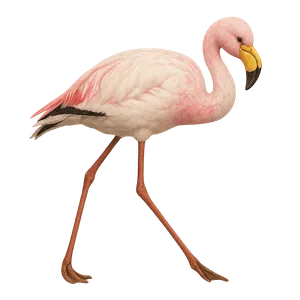 Flamingo — hayvan kartı