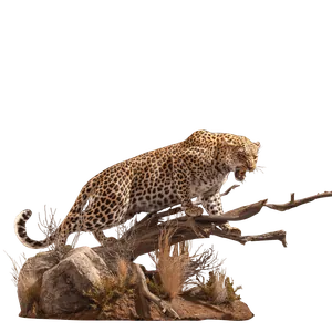 Leopar — l sesi başta kelime kartı