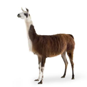 Lama — l sesi başta kelime kartı